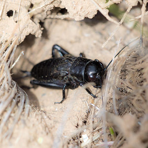 Gryllus campestris (Gryllidae)  - Grillon champêtre - Field Cricket Aude [France] 25/04/2013 - 150m