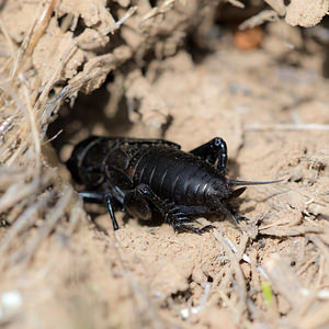 Gryllus campestris (Gryllidae)  - Grillon champêtre - Field Cricket Aude [France] 25/04/2013 - 150m