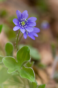 Hepatica nobilis (Ranunculaceae)  - Hépatique à trois lobes, Hépatique noble, Anémone hépatique - Liverleaf Aude [France] 23/04/2013 - 750m