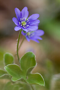 Hepatica nobilis (Ranunculaceae)  - Hépatique à trois lobes, Hépatique noble, Anémone hépatique - Liverleaf Aude [France] 23/04/2013 - 750m