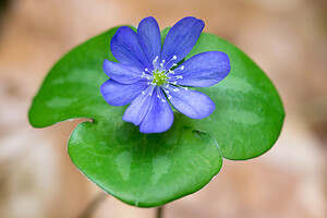 Hepatica nobilis (Ranunculaceae)  - Hépatique à trois lobes, Hépatique noble, Anémone hépatique - Liverleaf Aude [France] 23/04/2013 - 730m