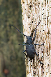 Morimus asper (Cerambycidae)  - Lamie bûcheron Aude [France] 26/04/2013 - 470m