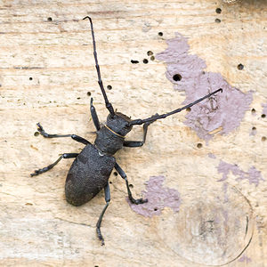 Morimus asper (Cerambycidae)  - Lamie bûcheron Aude [France] 26/04/2013 - 470m