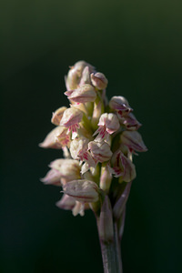 Neotinea maculata (Orchidaceae)  - Néotinée maculée, Orchis maculé - Dense-flowered Orchid Aude [France] 24/04/2013 - 480m
