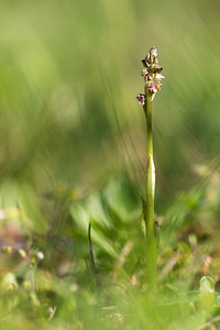 Neotinea maculata (Orchidaceae)  - Néotinée maculée, Orchis maculé - Dense-flowered Orchid Aude [France] 24/04/2013 - 480m