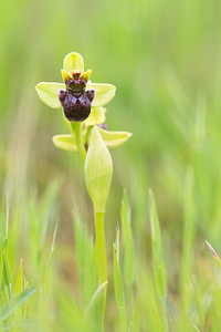 Ophrys bombyliflora (Orchidaceae)  - Ophrys bombyle Aude [France] 30/04/2013 - 50m