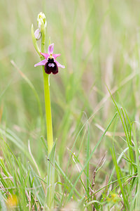 Ophrys catalaunica (Orchidaceae)  - Ophrys de Catalogne Aude [France] 25/04/2013 - 150m