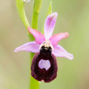 Ophrys catalaunica (Orchidaceae)  - Ophrys de Catalogne Aude [France] 25/04/2013 - 150m