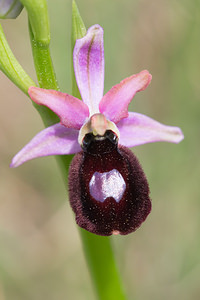 Ophrys catalaunica (Orchidaceae)  - Ophrys de Catalogne Aude [France] 25/04/2013 - 150m