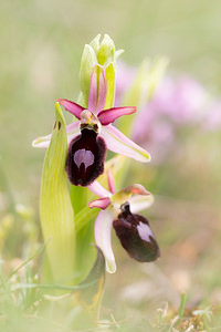 Ophrys catalaunica Ophrys de Catalogne