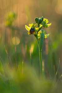 Ophrys lutea (Orchidaceae)  - Ophrys jaune Pyrenees-Orientales [France] 22/04/2013 - 260m