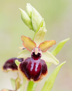 Ophrys passionis (Orchidaceae)  - Ophrys de la Passion Aude [France] 25/04/2013 - 180m