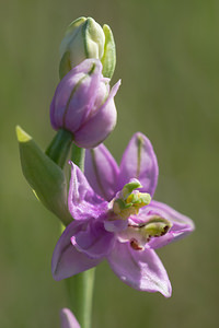 Ophrys scolopax (Orchidaceae)  - Ophrys bécasse Pyrenees-Orientales [France] 22/04/2013 - 30m