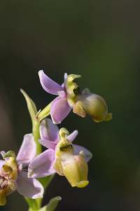 Ophrys scolopax (Orchidaceae)  - Ophrys bécasse Pyrenees-Orientales [France] 22/04/2013 - 30m