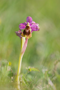 Ophrys tenthredinifera (Orchidaceae)  - Ophrys tenthrède Pyrenees-Orientales [France] 21/04/2013 - 270m