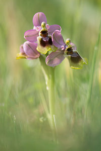 Ophrys tenthredinifera (Orchidaceae)  - Ophrys tenthrède Pyrenees-Orientales [France] 21/04/2013 - 270m