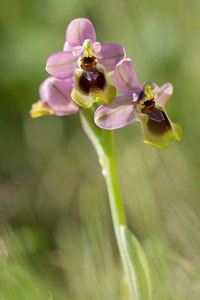 Ophrys tenthredinifera (Orchidaceae)  - Ophrys tenthrède Pyrenees-Orientales [France] 21/04/2013 - 270m