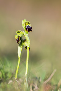 Ophrys vasconica (Orchidaceae)  - Ophrys de Gascogne, Ophrys du pays Basque Aude [France] 22/04/2013 - 490m
