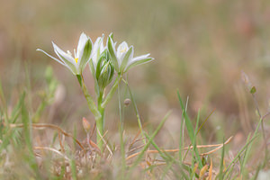 Ornithogalum orthophyllum (Asparagaceae)  - Ornithogale à feuilles droites Aude [France] 25/04/2013 - 150m