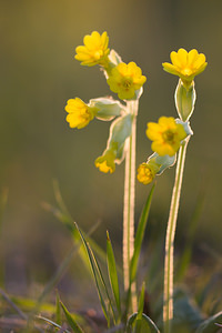 Primula veris (Primulaceae)  - Coucou, Primevère officinale - Cowslip Aude [France] 21/04/2013 - 650m