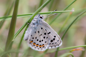 Pseudophilotes baton (Lycaenidae)  - Azuré du Thym, Azuré de la Sariette, Argus du Thym, Argus pointillé Aude [France] 25/04/2013 - 220m