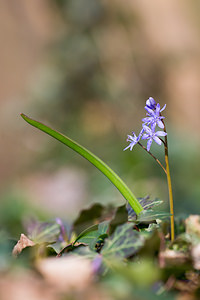 Scilla bifolia (Asparagaceae)  - Scille à deux feuilles, Étoile bleue - Alpine Squill Nord [France] 07/04/2013 - 60m