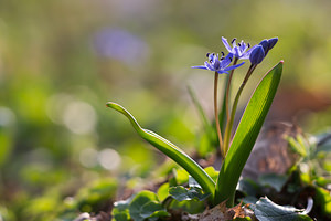 Scilla bifolia (Asparagaceae)  - Scille à deux feuilles, Étoile bleue - Alpine Squill Nord [France] 07/04/2013 - 60m