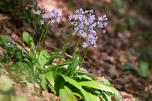 Tractema lilio-hyacinthus (Asparagaceae)  - Scille lis-jacinthe Aude [France] 23/04/2013 - 780m