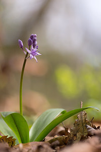 Tractema lilio-hyacinthus (Asparagaceae)  - Scille lis-jacinthe Aude [France] 23/04/2013 - 760m