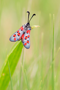 Zygaena rhadamanthus (Zygaenidae)  - Zygène de l'Esparcette, Zygène de la Dorycnie, Zygène cendrée, Zygène rhadamanthe - Algarve Burnet Aude [France] 25/04/2013 - 150m