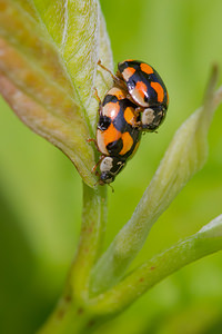 Adalia decempunctata (Coccinellidae)  - Coccinelle à dix points - Ten-spot Ladybird Nord [France] 26/05/2013 - 20m