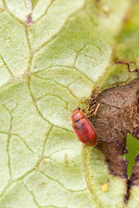 Coccidula rufa (Coccinellidae)  Nord [France] 26/05/2013 - 20m