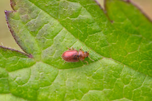 Coccidula rufa (Coccinellidae)  Nord [France] 26/05/2013 - 20m