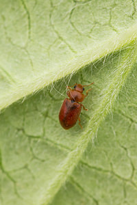 Coccidula rufa (Coccinellidae)  Nord [France] 26/05/2013 - 20m