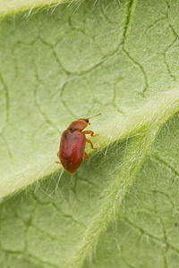 Coccidula rufa (Coccinellidae)  Nord [France] 26/05/2013 - 20m