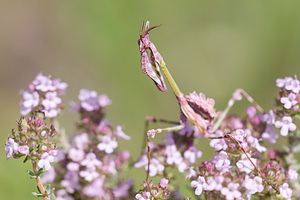 Empusa pennata (Empusidae)  - Empuse commune, Diablotin Aude [France] 01/05/2013 - 50m