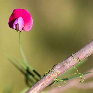 Ervum gracile (Fabaceae)  - Ers grêle, Vesce à fleurs lâches, Vesce grêle, Vesce à petites fleurs - Slender Tare Aude [France] 01/05/2013 - 30m