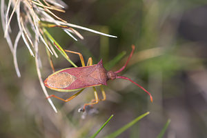 Gonocerus juniperi (Coreidae)  - Gonocère du genévrier - Juniper bug Aude [France] 01/05/2013 - 30m