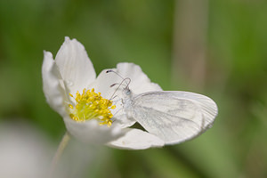 Leptidea sinapis (Pieridae)  - Piéride du Lotier, Piéride de la Moutarde, Blanc-de-lait - Wood White Aisne [France] 11/05/2013 - 150m