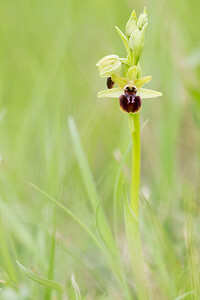 Ophrys aranifera (Orchidaceae)  - Ophrys araignée, Oiseau-coquet - Early Spider-orchid Seine-et-Marne [France] 10/05/2013 - 130m