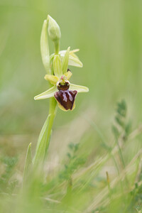 Ophrys aranifera (Orchidaceae)  - Ophrys araignée, Oiseau-coquet - Early Spider-orchid Seine-et-Marne [France] 10/05/2013 - 130m