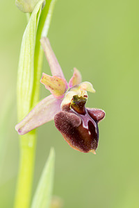 Ophrys aranifera (Orchidaceae)  - Ophrys araignée, Oiseau-coquet - Early Spider-orchid Seine-et-Marne [France] 10/05/2013 - 140m