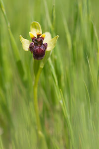 Ophrys bombyliflora (Orchidaceae)  - Ophrys bombyle Aude [France] 01/05/2013 - 50m