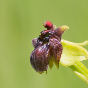 Ophrys bombyliflora (Orchidaceae)  - Ophrys bombyle Aude [France] 01/05/2013 - 40m