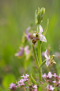 Ophrys scolopax (Orchidaceae)  - Ophrys bécasse Aude [France] 01/05/2013 - 50m