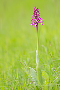 Orchis x hybrida (Orchidaceae)  - Orchis hybrideOrchis militaris x Orchis purpurea. Seine-et-Marne [France] 10/05/2013 - 140m