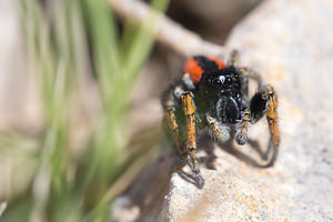 Philaeus chrysops (Salticidae)  - Saltique sanguinolent Aude [France] 01/05/2013 - 30m