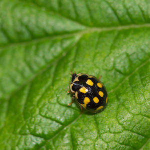 Propylea quatuordecimpunctata (Coccinellidae)  - Coccinelle à damier, Coccinelle à 14 points, Coccinelle à sourire Nord [France] 07/05/2013 - 40mForme sombre avec taches noires fusionn?es.