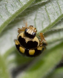 Propylea quatuordecimpunctata (Coccinellidae)  - Coccinelle à damier, Coccinelle à 14 points, Coccinelle à sourire Nord [France] 07/05/2013 - 40m