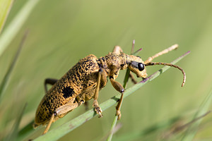 Rhagium mordax (Cerambycidae)  - Rhagie suspicieuse, Rhagie mordante Aisne [France] 11/05/2013 - 70m